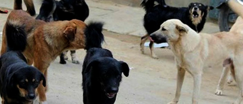 बाग्लुङमा छाडा कुकुरले गाेठमै पसेर मार्न थाले घरपालुवा पशु