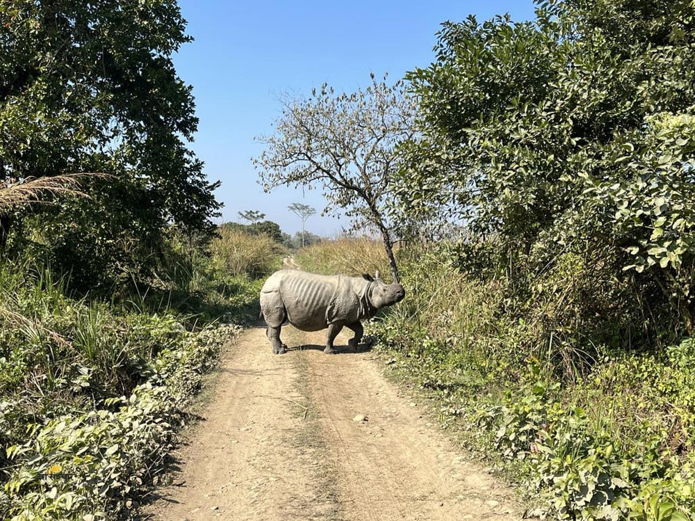 गैँडाको आक्रमणबाट चितवनमा एक पुरुषको मृत्यु